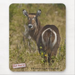 Waterbuck mousepads
