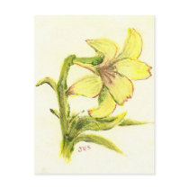 watercoler lilly by mom postcards