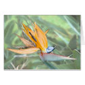Watercolor Birds of Paradise cards