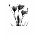 Watercolor Flowers t-shirts