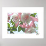 watercolor fuchsia flower painting posters