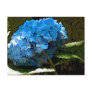 Watercolor Hydrangea Postcards