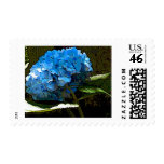 Watercolor Hydrangea Stamp
