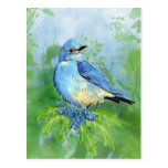 Watercolor Mountain Bluebird Bird nature Art Postcards
