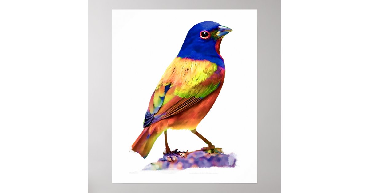 Watercolor Painted Bunting Song Bird Poster Zazzle