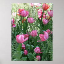 Watercolor Pink Tulips Nature Poster
