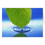 Waterdrop Leaf cards