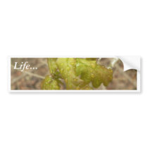 Waterdrops On Oak Leaves bumper stickers by lifesphere Waterdrops On Oak Leaves bumper stickers