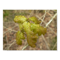 Waterdrops On Oak Leaves posters