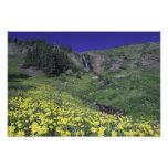 Waterfall and wildflowers in alpine meadow, 2 photo print