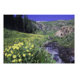 Waterfall and wildflowers in alpine meadow, photo