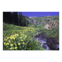 Waterfall and wildflowers in alpine meadow, photo