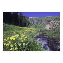 Waterfall and wildflowers in alpine meadow,