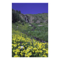 Waterfall and wildflowers in alpine meadow,