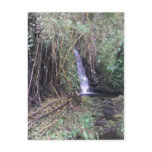 Waterfall on Akaka Falls trail Postcards