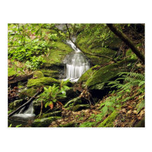 Waterfall through fern trees postcard