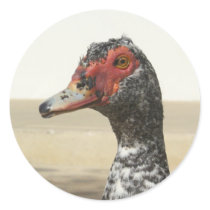Waterfowl Stickers 001 by phantompanther Waterfowl Stickers 001