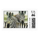 "Waterhole Zebras" postage by paintonmypaws "Waterhole Zebras" postage