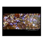 Waterlight postcard