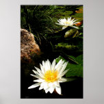 Waterlilies, JLH poster posters