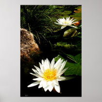 Waterlilies, JLH poster