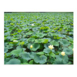 Waterlilies por la arboleda Rd. Decatur IL Postales