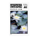 Waterlilies postage stamps by photoinspiration Waterlilies postage stamps