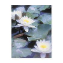 Waterlilies postcards by photoinspiration Waterlilies postcards
