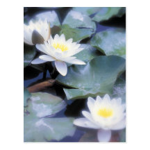 Waterlilies postcards