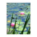 Waterlilies posters