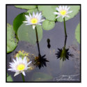 Waterlilies - Print by Flynn_the_Cat Waterlilies - Print