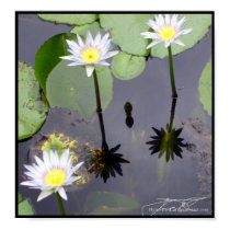 Waterlilies - Print by Flynn_the_Cat Waterlilies - Print