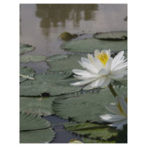 Waterlilly Letterhead Design