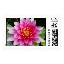 Waterlilly postage