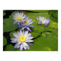 waterlilly posters