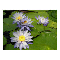 waterlilly posters