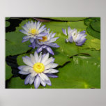 waterlilly posters