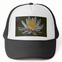 Waterlilly Waterlillies Water hats