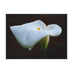 Waterlily and a single raindrop canvas prints