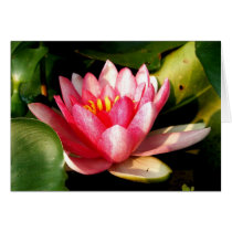 Waterlily/ Blank cards