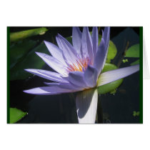 Waterlily Blue cards
