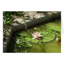 Waterlily cards