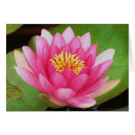 Waterlily Card