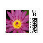 WaterLily for Mail Postage Stamp
