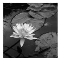 Waterlily in bloom posters