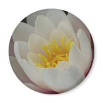 Waterlily magnet by Rett13 Waterlily magnet