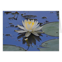 Waterlily Notecard