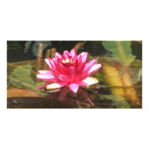 Waterlily photo cards by creativewizzard Waterlily photo cards