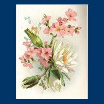 waterlily postcards