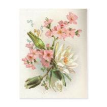 waterlily postcards